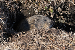 Lemmus trimucronatus