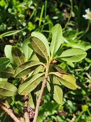 Rhododendron × intermedium