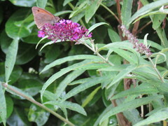 Maniola jurtina