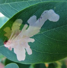 Parectopa robiniella