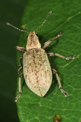 Polydrusus cervinus