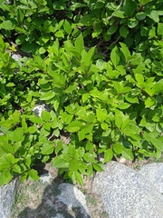 Viburnum grandiflorum