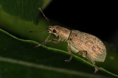 Polydrusus cervinus