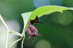 Lophoruza pulcherrima