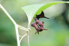 Lophoruza pulcherrima