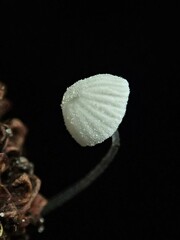 Mycena pitereka