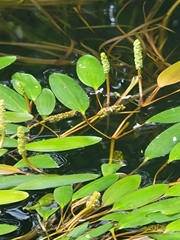 Potamogeton epihydrus