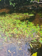 Potamogeton epihydrus