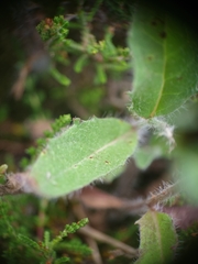Hieracium lepidulum