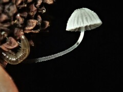 Mycena pitereka