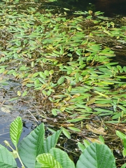 Potamogeton epihydrus