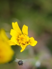 Hieracium lepidulum