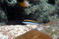 Halichoeres maculipinna