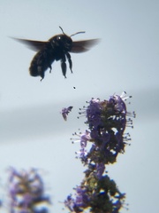 Xylocopa violacea
