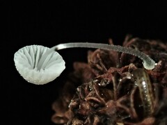 Mycena pitereka