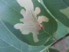 Parectopa robiniella