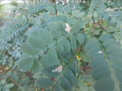 Parectopa robiniella