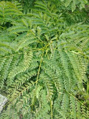 Albizia procera