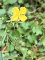 Ludwigia maritima