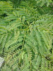 Albizia procera