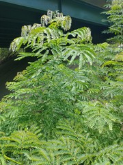Albizia procera