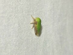 Ophiderma evelyna