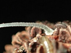 Mycena pitereka