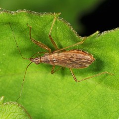 Nabis rufusculus