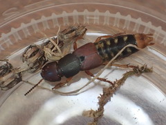 Platydracus immaculatus