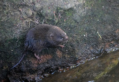 Arvicola amphibius