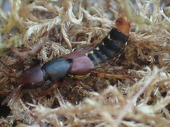 Platydracus immaculatus