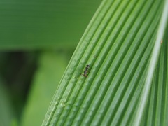 Teleopsis quadriguttata