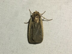 Ochropleura implecta