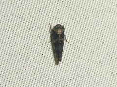 Paraphlepsius collitus