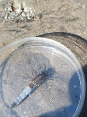 Orthetrum cancellatum
