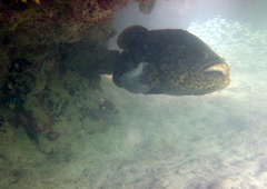 Epinephelus itajara
