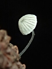 Mycena pitereka