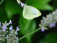 Pieris napi