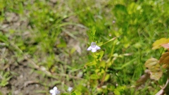 Lindernia anagallidea