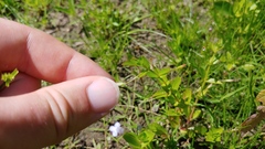 Lindernia anagallidea