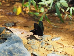 Papilio hermosanus