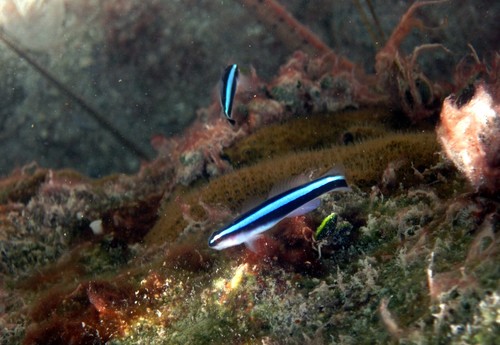 Neon Goby