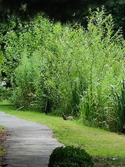 Sciurus carolinensis