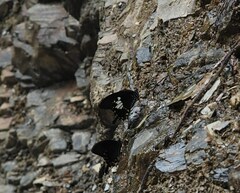 Papilio nephelus chaonulus