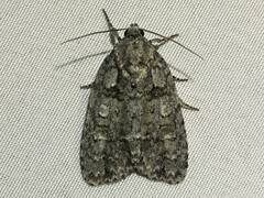 Acronicta modica