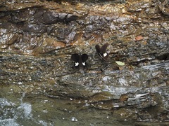 Papilio nephelus chaonulus