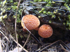 Tricholomopsis formosa