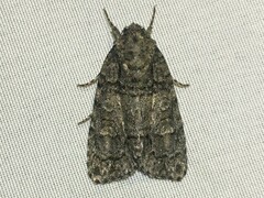 Acronicta tristis