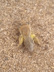 Dasypoda hirtipes