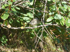 Setophaga coronata auduboni